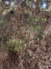 Eupatorium capillifolium
