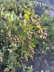 Stegnosperma halimifolium