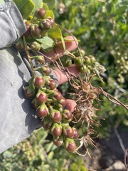Stegnosperma halimifolium