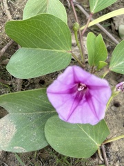 Ipomoea pes-caprae brasiliensis