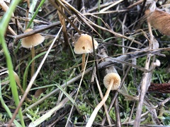 Galerina semilanceata