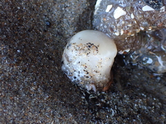 Aplidium californicum