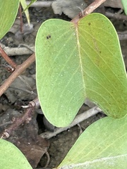 Ipomoea pes-caprae brasiliensis