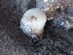 Aplidium californicum