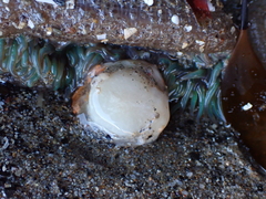 Aplidium californicum