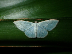 Poecilasthena pulchraria