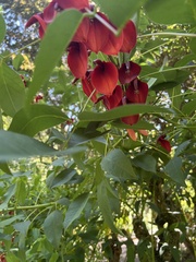 Erythrina