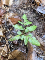 Sceptridium oneidense