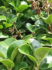 Ligustrum japonicum