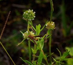 Polistes dorsalis dorsalis