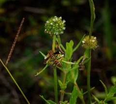 Polistes dorsalis dorsalis
