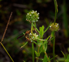 Polistes dorsalis dorsalis