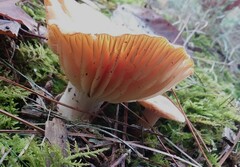 Russula earlei