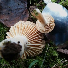 Russula earlei