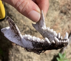 Didelphis virginiana