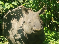 Rhinoceros unicornis