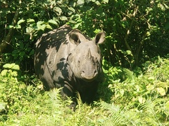Rhinoceros unicornis
