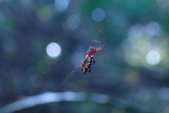 Micrathena funebris