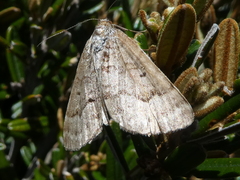 Chrysolarentia nephodes