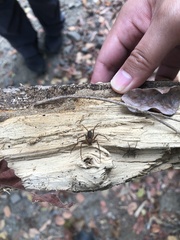 Loxosceles colima