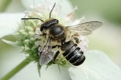 Litomegachile