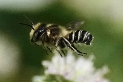 Litomegachile