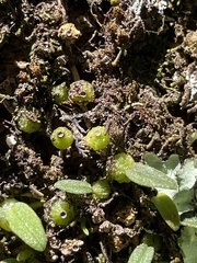 Bulbophyllum pygmaeum