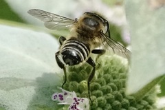 Litomegachile