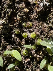 Bulbophyllum pygmaeum