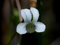 Viola filicaulis