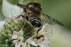 Litomegachile