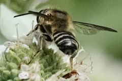 Litomegachile