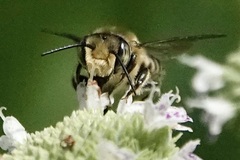 Litomegachile