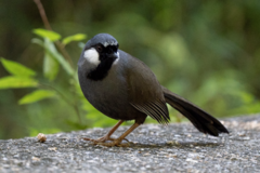 Pterorhinus chinensis