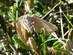 Chrysolarentia nephodes