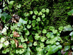 Viola filicaulis