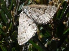 Chrysolarentia nephodes