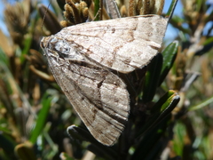 Chrysolarentia nephodes