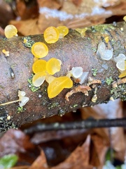Dacrymycetaceae