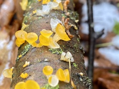 Dacrymycetaceae