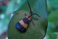 Calopteron bifasciatum