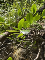 Griselinia lucida
