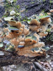 Radulomyces copelandii