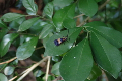 Calopteron bifasciatum