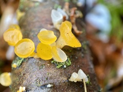 Dacrymycetaceae