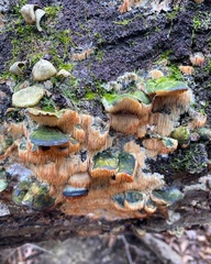 Radulomyces copelandii