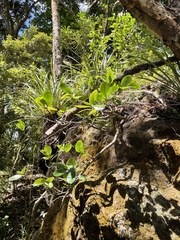 Griselinia lucida