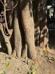 Ficus religiosa