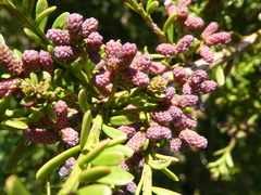 Podocarpus lawrencei
