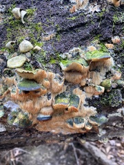 Radulomyces copelandii